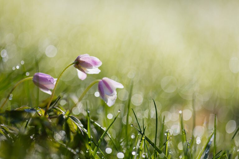 cvety-trava-voda-priroda-rosa-kapli-vesna-boke