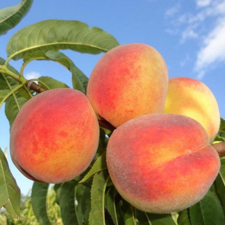 Persyk_Olstar-800x800