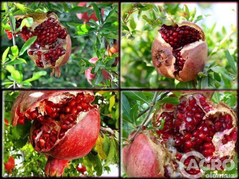 photo_2023-08-26_11-08-29