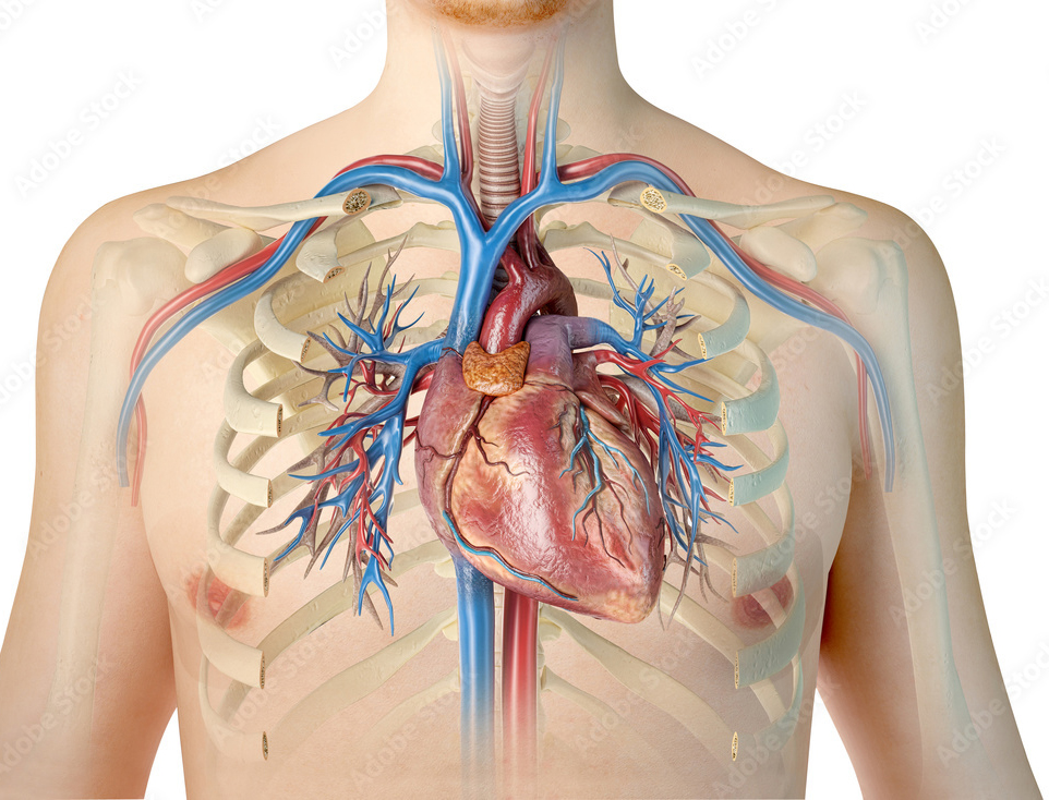 1000_F_259536844_2mjCJmnk5P0vpsVeMEwj3hxCngUnbUzU